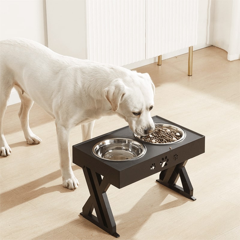 White Labrador dog eating from an adjustable feeding station with dual bowls