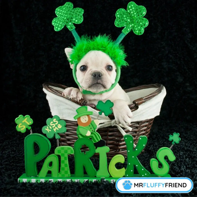 100+ Irish Names for Dogs: Mythical, Lucky & Unique