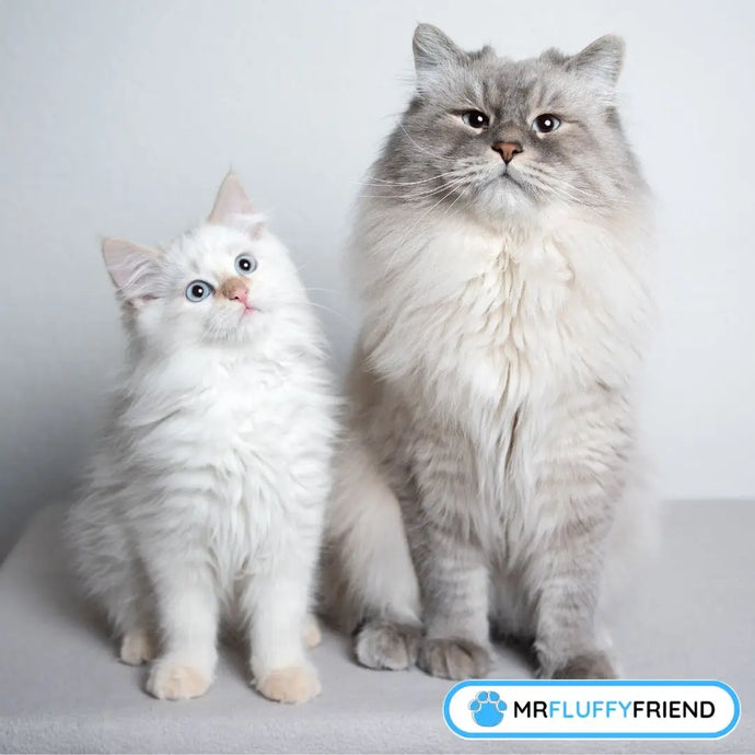 10 Signs Your Cat Is Accepting the New Kitten