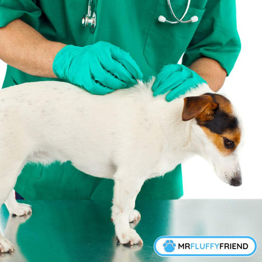 dog fleas