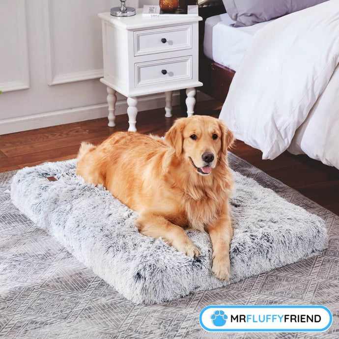 What Is the Best Dog Bed for Arthritis?