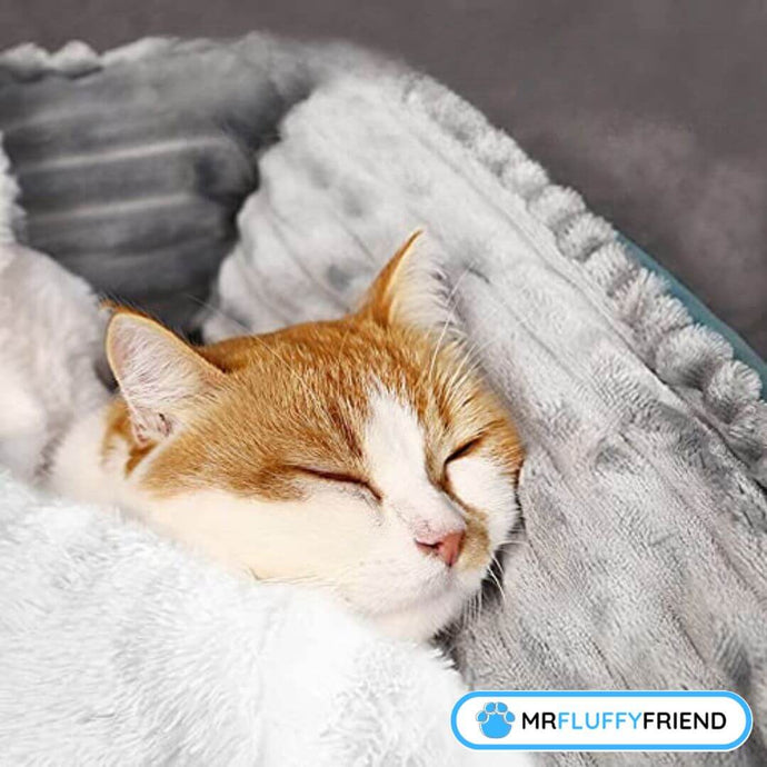 What Are the Best Blankets for Cats?