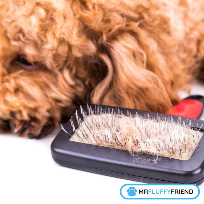 Easy Ways on How to Detangle Matted Dog Hair