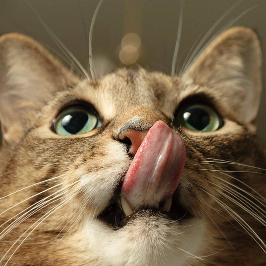 how long can a cat go without eating