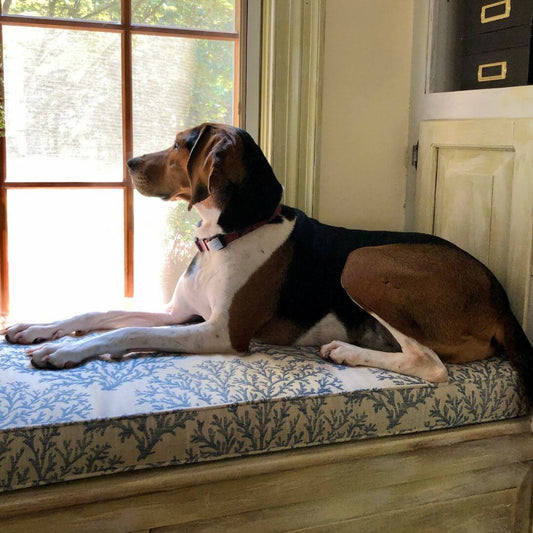 dog breeds with low separation anxiety