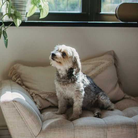 small dog breeds