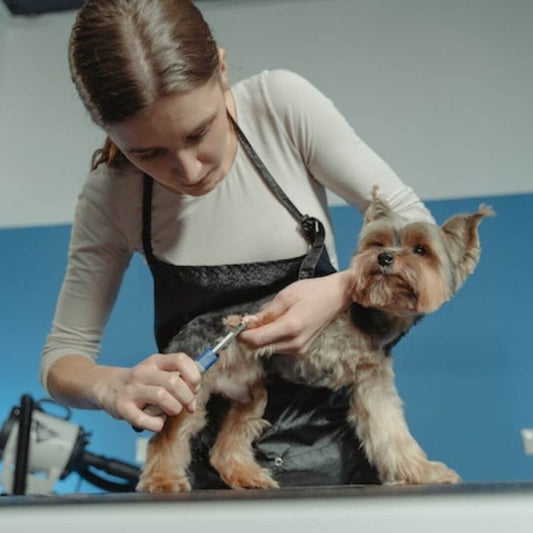 Trim Your Pet's Nails