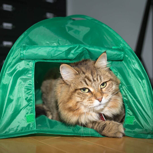 how to take your cat camping
