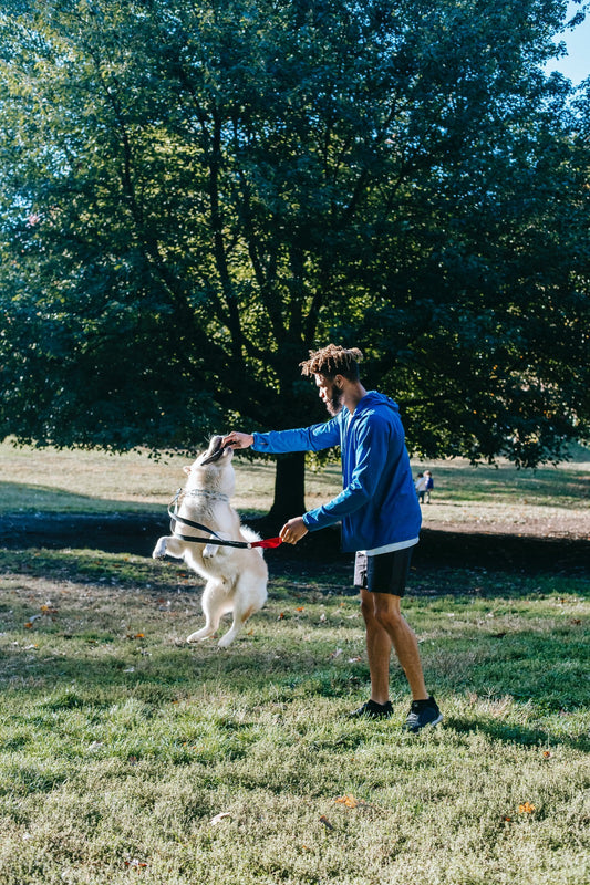 Dog Training 101: How To Make the Most Out of It!