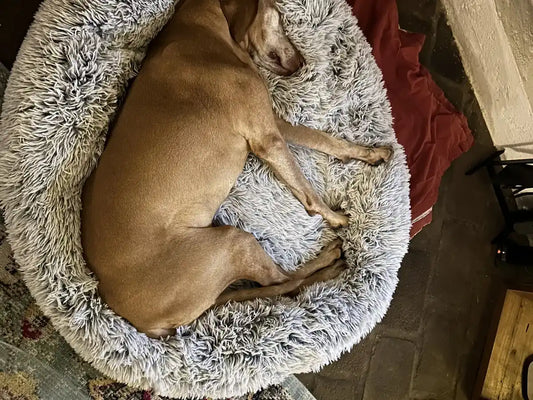 A fawn dog sleeps stretched out on its side in a light gray donut dog bed.