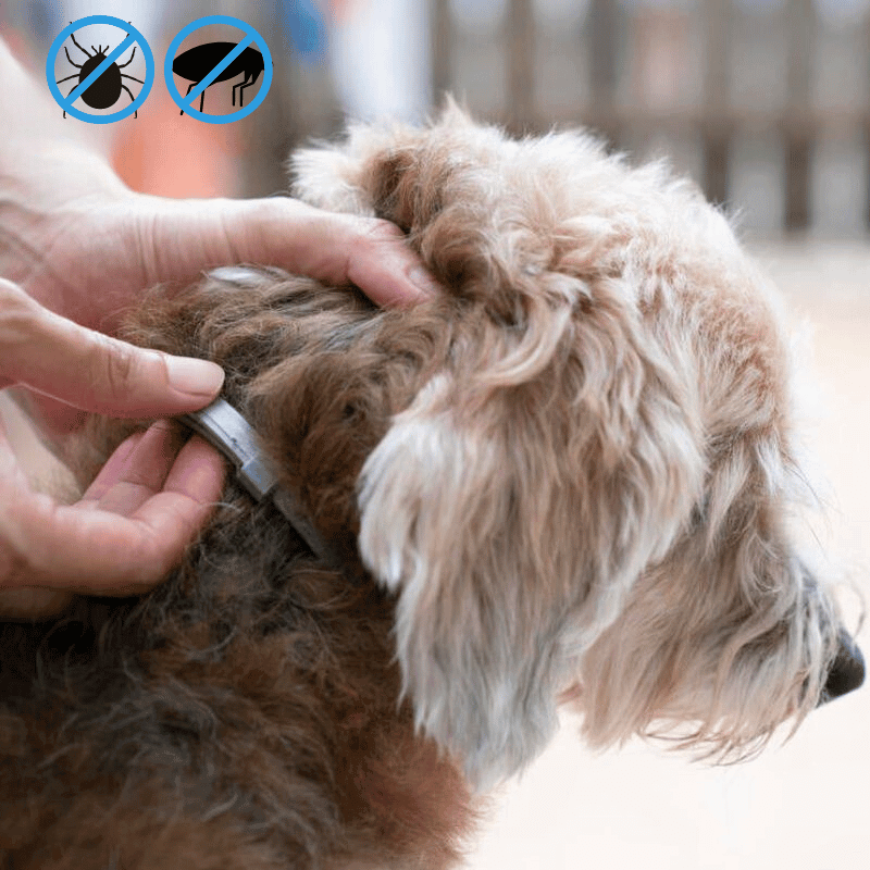 MrFluffyFriend™ - Flea and Tick Prevention Collar