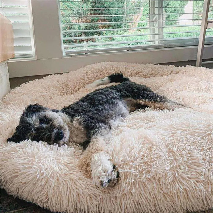 Dog laying on fluffy dog bed in apricot color