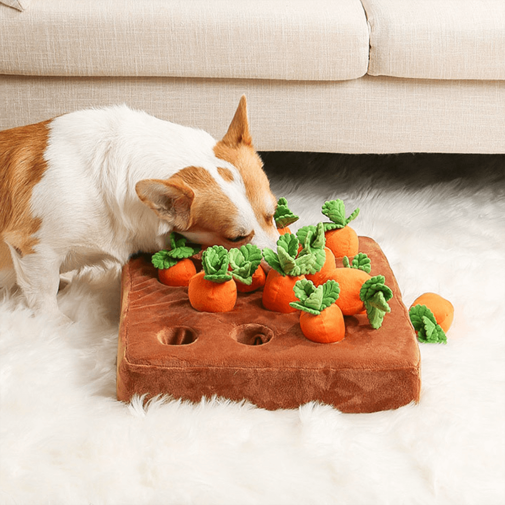 A corgi sniffs a plush carrot toy puzzle, searching for hidden treats, with a couch in the background